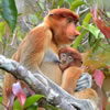 Borneo Quiz