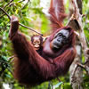 Borneo Trivia