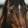 Horse Riding Quiz