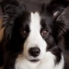 Dog Breed Visual Quiz