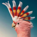 Australian Bird Bingo
