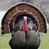 Thanksgiving Bingo #2