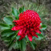 Aussie Flowers Bingo