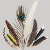 Birds of a Feather Guessing Game