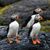 Penguin or Puffin? Quiz