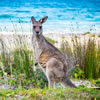 True Blue Aussie Jeopardy
