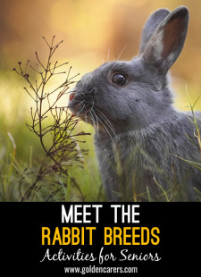 Meet the Rabbit Breeds