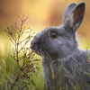 Meet the Rabbit Breeds