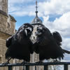 British Birds Quiz
