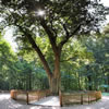 Love Letters to a Tree - The Bridegroom’s Oak