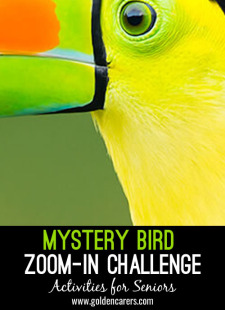 Mystery Bird Zoom-In Challenge