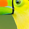 Mystery Bird Zoom-In Challenge