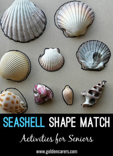 Seashell Shape Match
