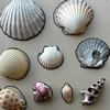 Seashell Shape Match
