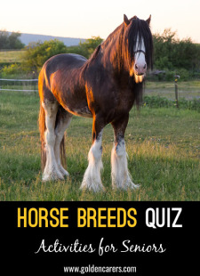 Horse Breeds Around the World