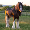 Horse Breeds Around the World
