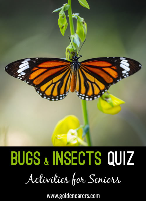 Bugs & Insects Quiz