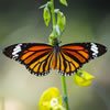 Bugs & Insects Quiz