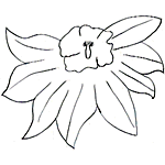 Camelia