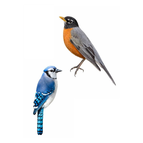 Birds of New York State