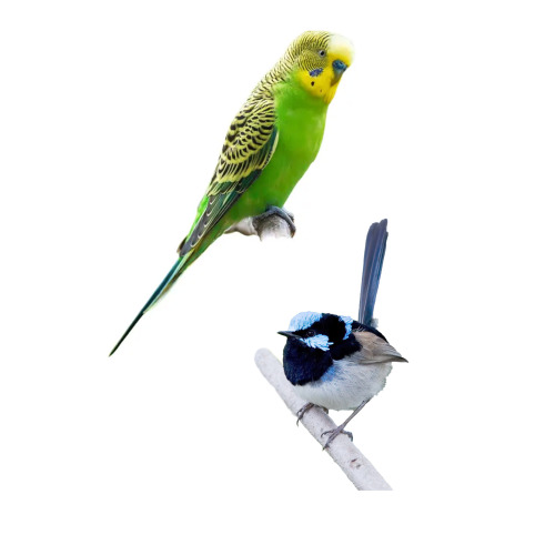 Bird Watching Birds