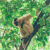 Borneo Image