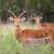 South Africa Image