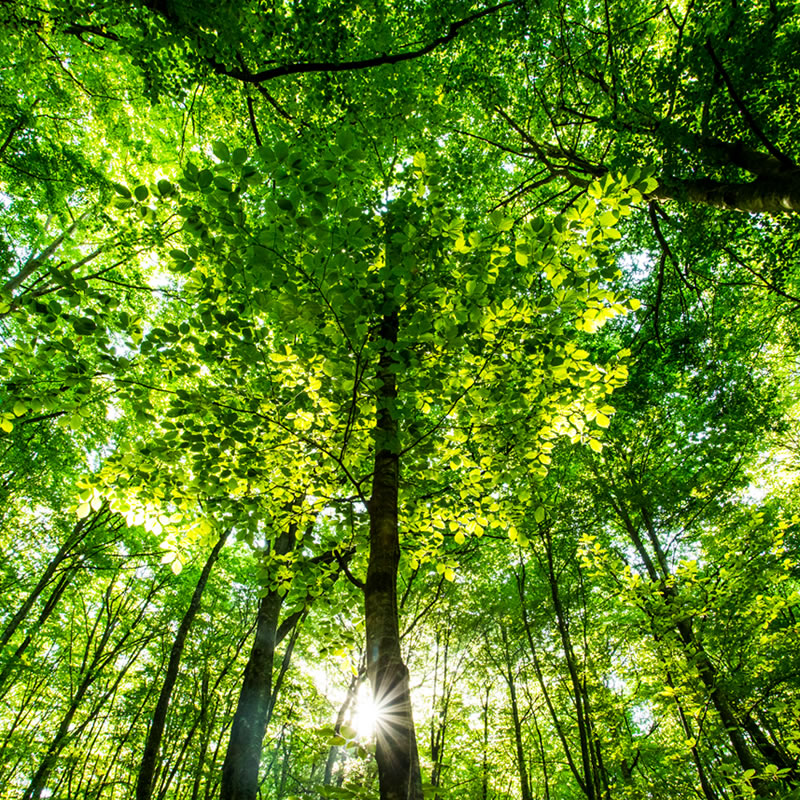 Day of Forests Image