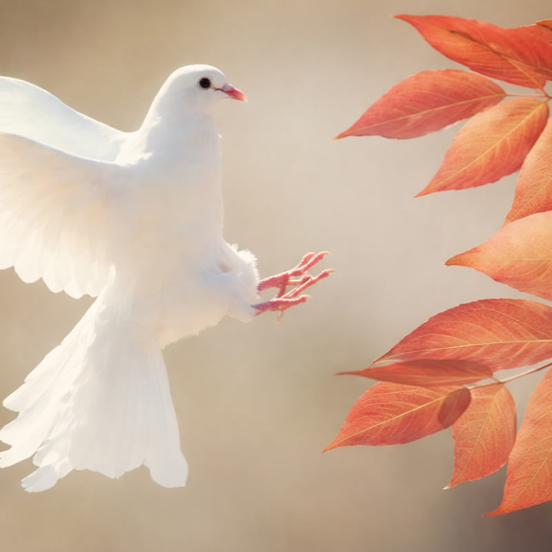 Harmony Day Image