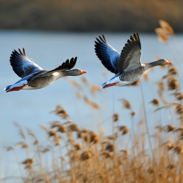 Migratory Bird Day Image