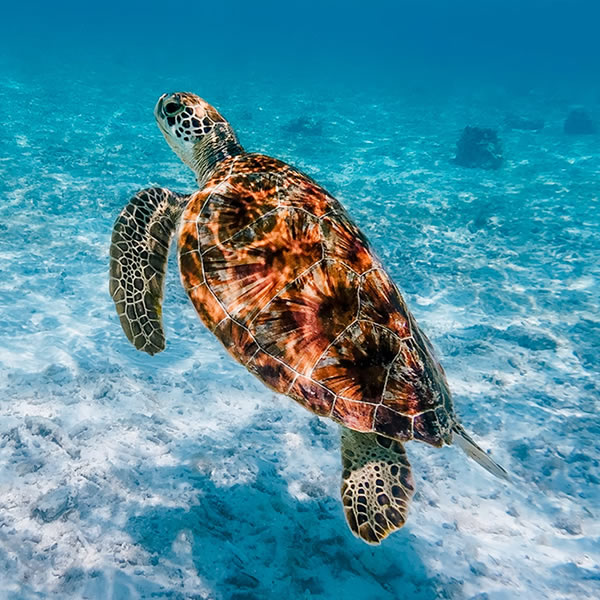 World Turtle Day Image