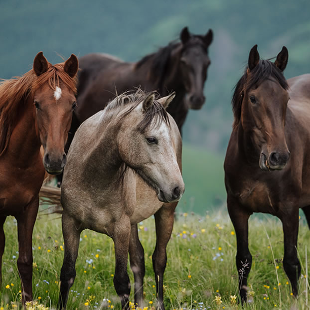Horses' Birthday Image