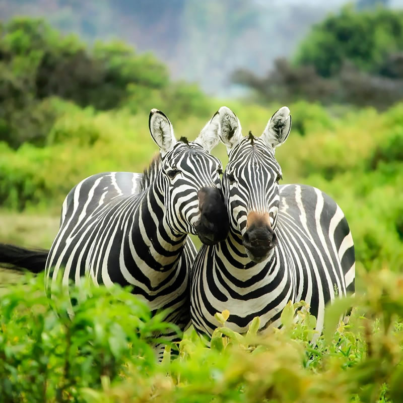 World Wildlife Day Image