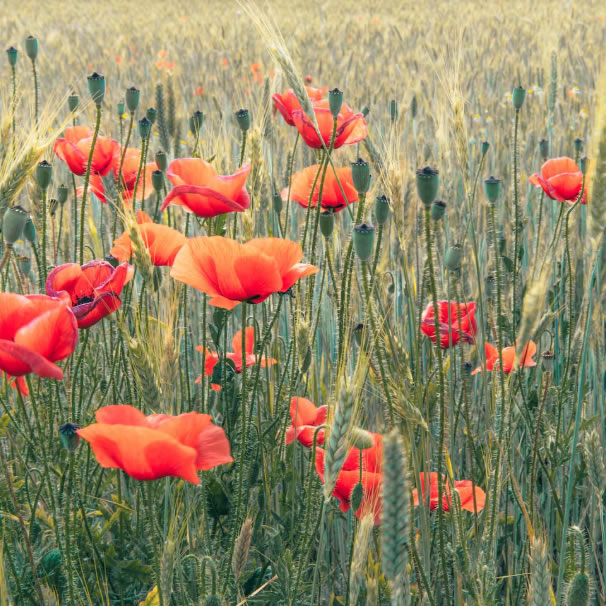 Anzac Day Image
