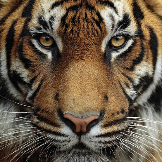 World Animal Day Image