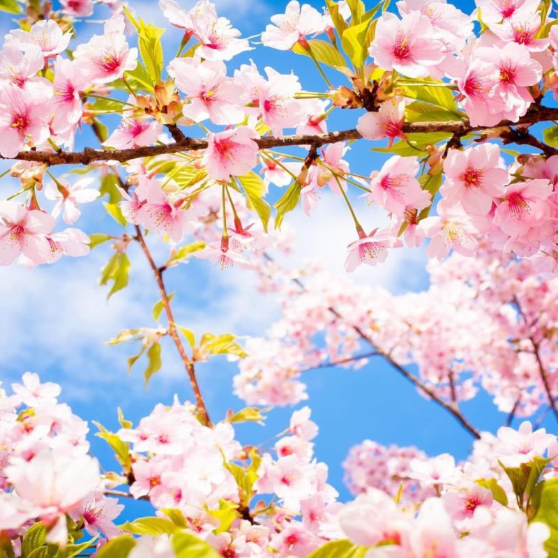 Spring (N. Hem) Image