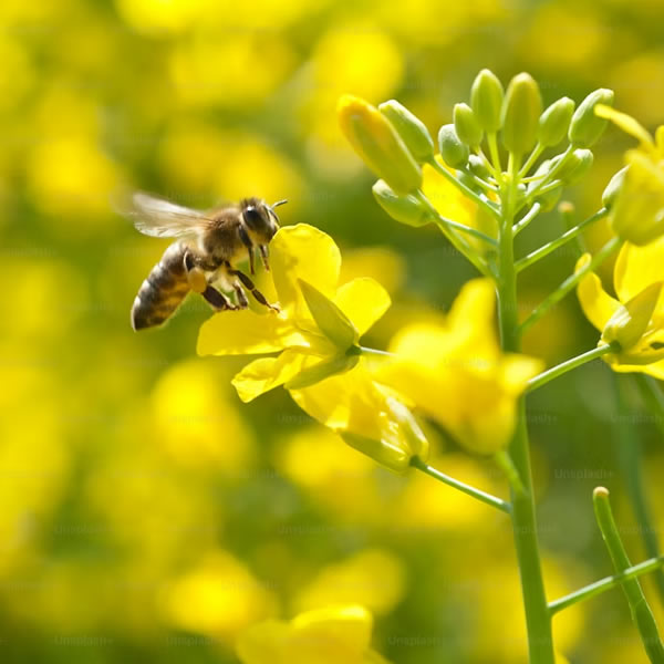 World Bee Day Image