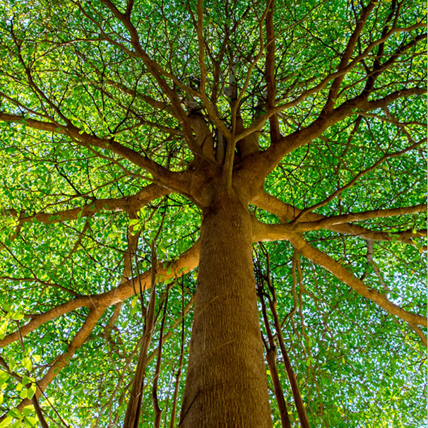 Arbor Day (US) Image