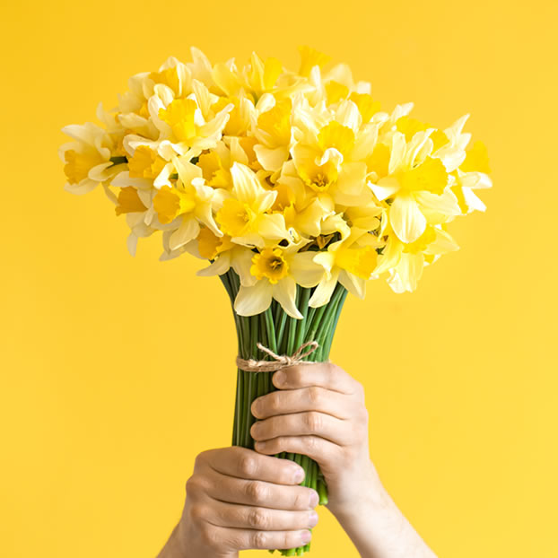 Daffodil Day Image
