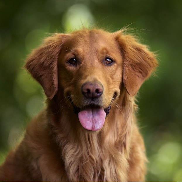 Dog Day Image