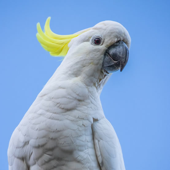 Australian Bird Week Image