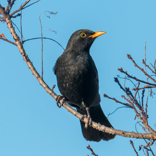 Big Garden Birdwatch Image