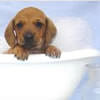 Pet Therapy - bathing a dog