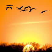 International Migratory Bird Day (may 13th)