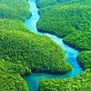 Amazon Rainforest Facts & Trivia