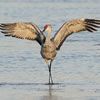 Interesting Trivia about Cranes (Birds)