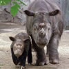 The Sumatran Rhino Short Story