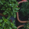 How to Grow a Herb Garden with Seniors