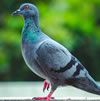 Open-Ended Story: Reggie's Pigeon