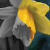 3x Daffodil Coloring Templates